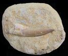 Large Fossil Plesiosaur (Zarafasaura) Tooth In Rock #61112-1